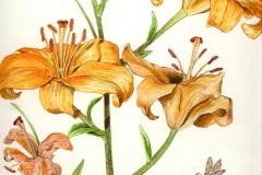 Yolanda Zerboni, Lilium - Acquarello